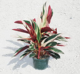 استرومانته‌‏ سانگینیا